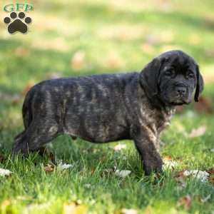 Buddy, English Mastiff Puppy